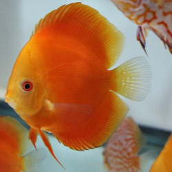 DISCUS RED MELON