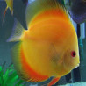 DISCUS RED MELON 10-12cms