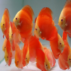 DISCUS RED MELON