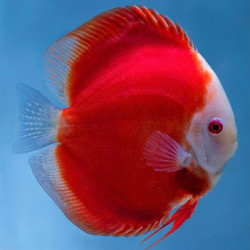 DISCUS SUPER RED MELON