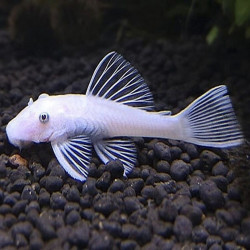 ANCISTRUS SNOW WHITE YEUX BLEUS