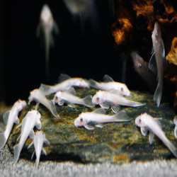 ANCISTRUS SNOW WHITE YEUX BLEUS