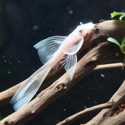 ANCISTRUS SNOW WHITE YEUX BLEUS LONG FIN / LONG VOILE