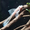 ANCISTRUS SNOW WHITE YEUX BLEUS LONG FIN / LONG VOILE 3CMS