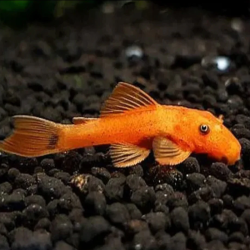 ANCISTRUS SUPER RED