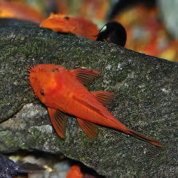 ANCISTRUS SP RED 3cms