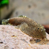 BEAUFORTIA LEVERETTI / PLECO MALAIS