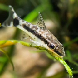 OTOCINCLUS AFFINIS / MACROTOCINCLUS AFFINIS