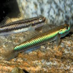 STIPHODON SP. UNDIO BLUE / STIPHODON SEMONI