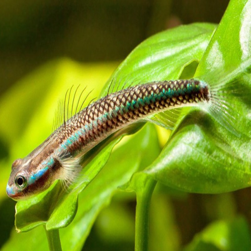 STIPHODON SP. UNDIO BLUE / STIPHODON SEMONI 3-4 CMS