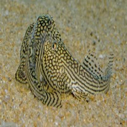 SEWELLIA LINEOLATA  / LOCHE LEOPARD