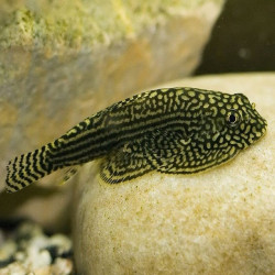 SEWELLIA LINEOLATA  / LOCHE LEOPARD