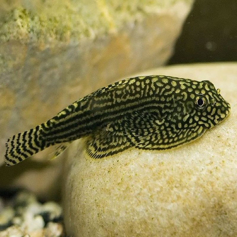 SEWELLIA LINEOLATA  / LOCHE LEOPARD SEWELLIA LINEOLATA  / LOCHE LEOPARD
