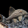 L190 PANAQOLUS NIGROLINEATUS / PLECO ROYAL 6 cms