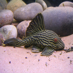 L190 PANAQOLUS NIGROLINEATUS / PLECO ROYAL 6 cms