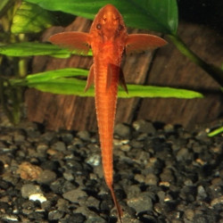 L010A RINELORICARIA SP RED / LORICARIA SP RED 5-6 cms