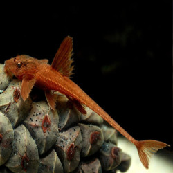 L010A RINELORICARIA SP RED / LORICARIA SP RED