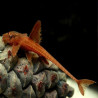 L010A RINELORICARIA SP RED / LORICARIA SP RED 5-6 cms