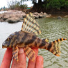 L015 PECKOLTIA VITTATA / CANDY STRIPE PLECO 4 cms