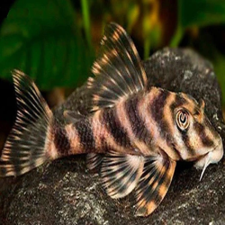 L015 PECKOLTIA VITTATA / CANDY STRIPE PLECO 4 cms