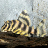 L015 PECKOLTIA VITTATA / CANDY STRIPE PLECO 4 cms