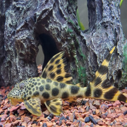 L075 L124 L301 LDA002 HEMIANCISTRUS SABAJI / PECKOLTIA SABAJI / PARA PLECO 5-7cms