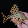 L075 L124 L301 LDA002 HEMIANCISTRUS SABAJI / PECKOLTIA SABAJI / PARA PLECO 5-7cms