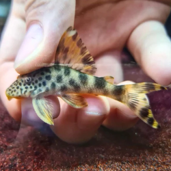 L075 L124 L301 LDA002 HEMIANCISTRUS SABAJI / PECKOLTIA SABAJI / PARA PLECO 5-7cms