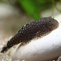 GASTROMYZON PUNCTULATUS / LOCHE DE BORNEO
