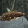 GASTROMYZON PUNCTULATUS / LOCHE DE BORNEO 3-4 CMS