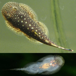 GASTROMYZON PUNCTULATUS / LOCHE DE BORNEO