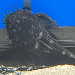 L034 ANCISTRUS RENONCULE / PLECO MEDUSE