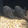 L034 ANCISTRUS RENONCULE / PLECO MEDUSE