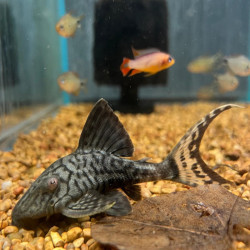 L090 PANAQOLUS BATHYPHILUS / PAPA PLECO / L90 OJO CHICO
