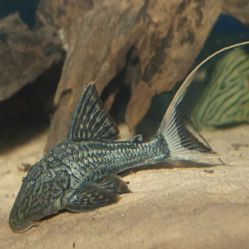 L090 PANAQOLUS BATHYPHILUS / PAPA PLECO / L90 OJO CHICO