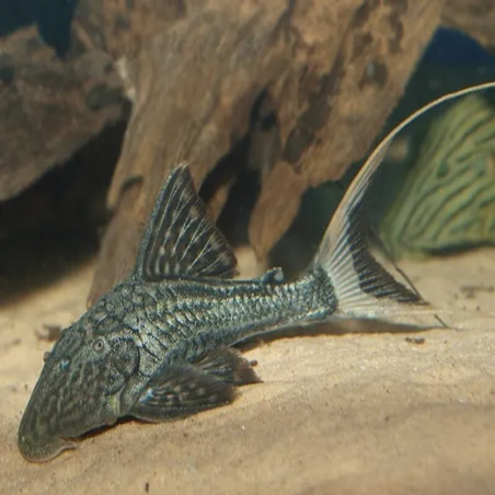 L090 PANAQOLUS BATHYPHILUS / PAPA PLECO / L90 OJO CHICO