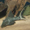 L090 PANAQOLUS BATHYFILUS / PAPA PLECO