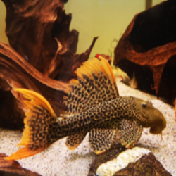 L114 LDA007 PSEUDACANTHICUS LEOPARD / PLECO CACTUS LEOPARD 8 cms