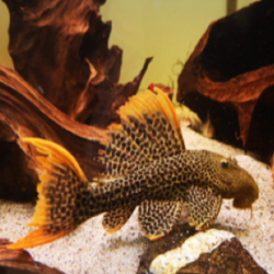 L114 LDA07 LDA73 PSEUDACANTHICUS LEOPARD / PLECO CACTUS LEOPARD