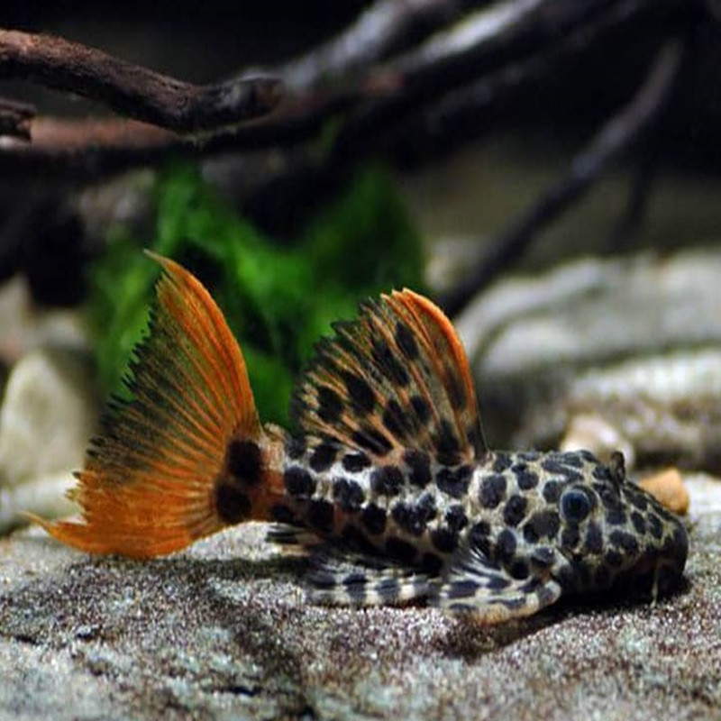 L114 LDA007 PSEUDACANTHICUS LEOPARD / PLECO CACTUS LEOPARD 8 cms