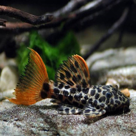L114 LDA07 LDA73 PSEUDACANTHICUS LEOPARD / PLECO CACTUS LEOPARD