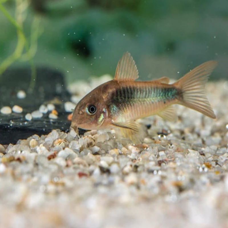 CORYDORAS AENEUS SCHULTZEI 3cms