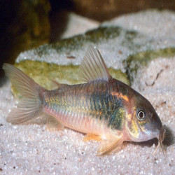 CORYDORAS AENEUS SCHULTZEI 3cms