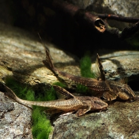 RINELORICARIA LANCEOLATA / LORICARIA LANCEOLATA 5-6 cms