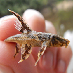 RINELORICARIA LANCEOLATA / LORICARIA LANCEOLATA