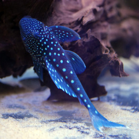 L128 HEMIANCISTRUS BLUE PHANTOM 8-10 cms