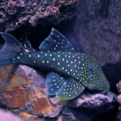 L128 HEMIANCISTRUS BLUE PHANTOM 8-10 cms