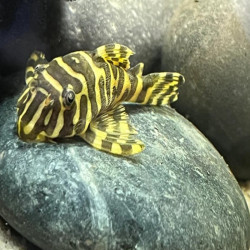 L134 PECKOLTIA COMPTA / PLECO LEOPARD FROG