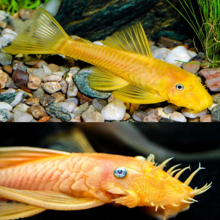 L144 ANCISTRUS LEMON YEUX BLEUS 3 cms