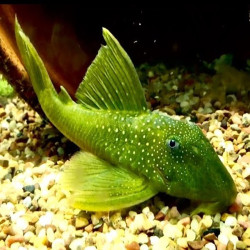 L200A HEMIANCISTRUS SUBVIRIDIS / PLECO GREEN PHANTOM